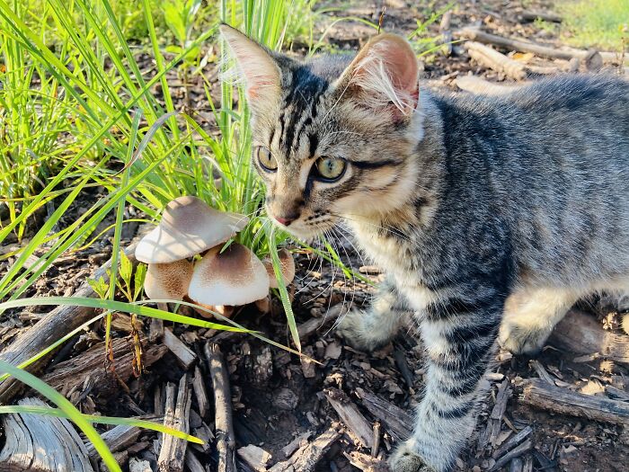 Little Twiggy Out ‘Shroom Hunting