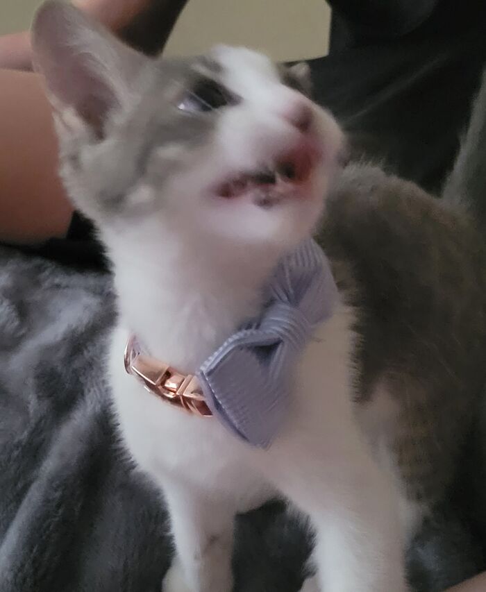 My Cat Jerry! We Have Three Cats Named Rick, Morty, And Jerry! :) He Is Being Ferocious Rn 😂