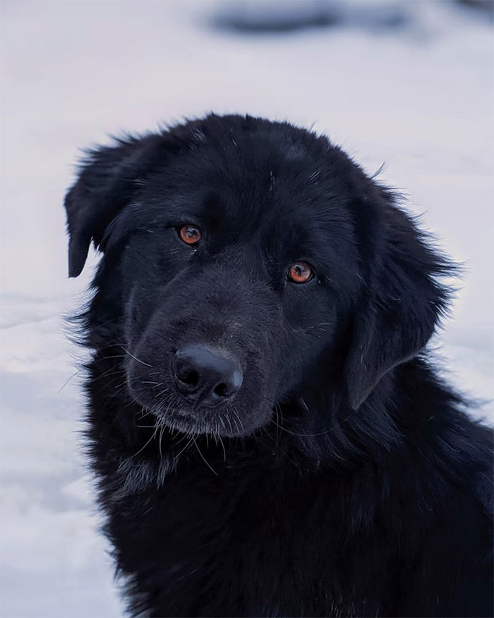 Esta persona recoge a su perro del peluquero y se da cuenta de que actúa de forma extraña, hasta que descubre la verdad 4 meses después