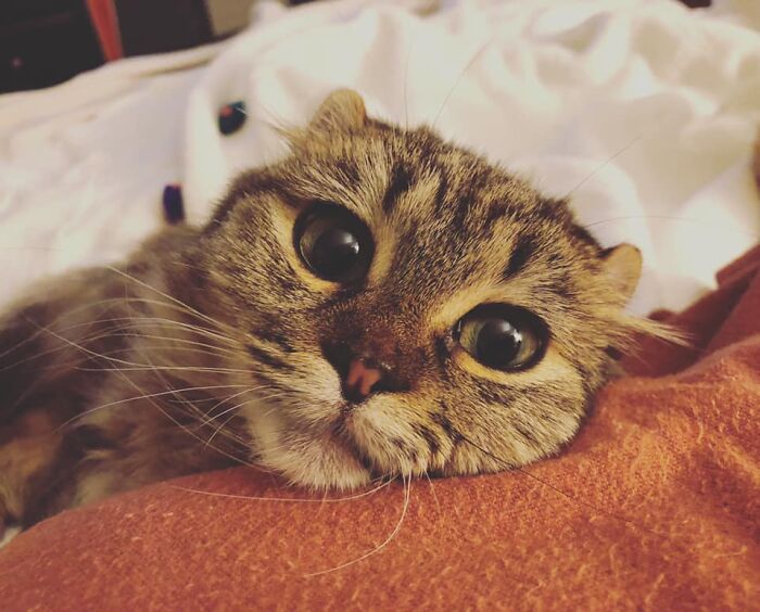 This Is Biscuit, Our 5 Lb Scottish Fold Kitty.