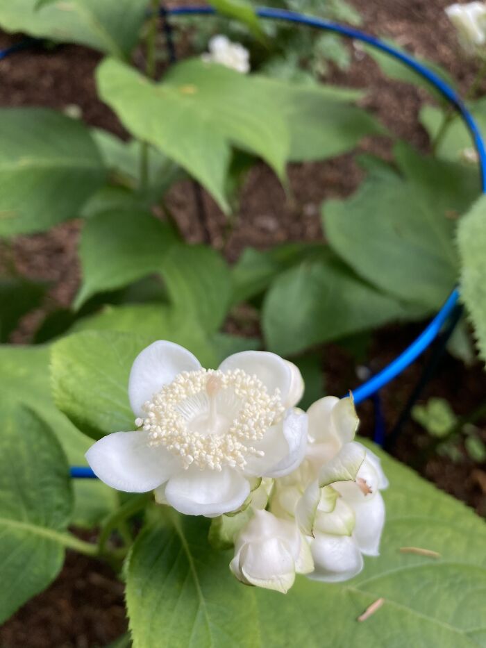 Deinanthe Bifida. I Love The Leaf Of This Herbaceous Hydrangea