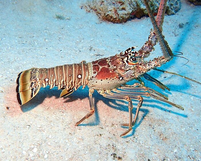 Lobsters Are Effectively Immortal