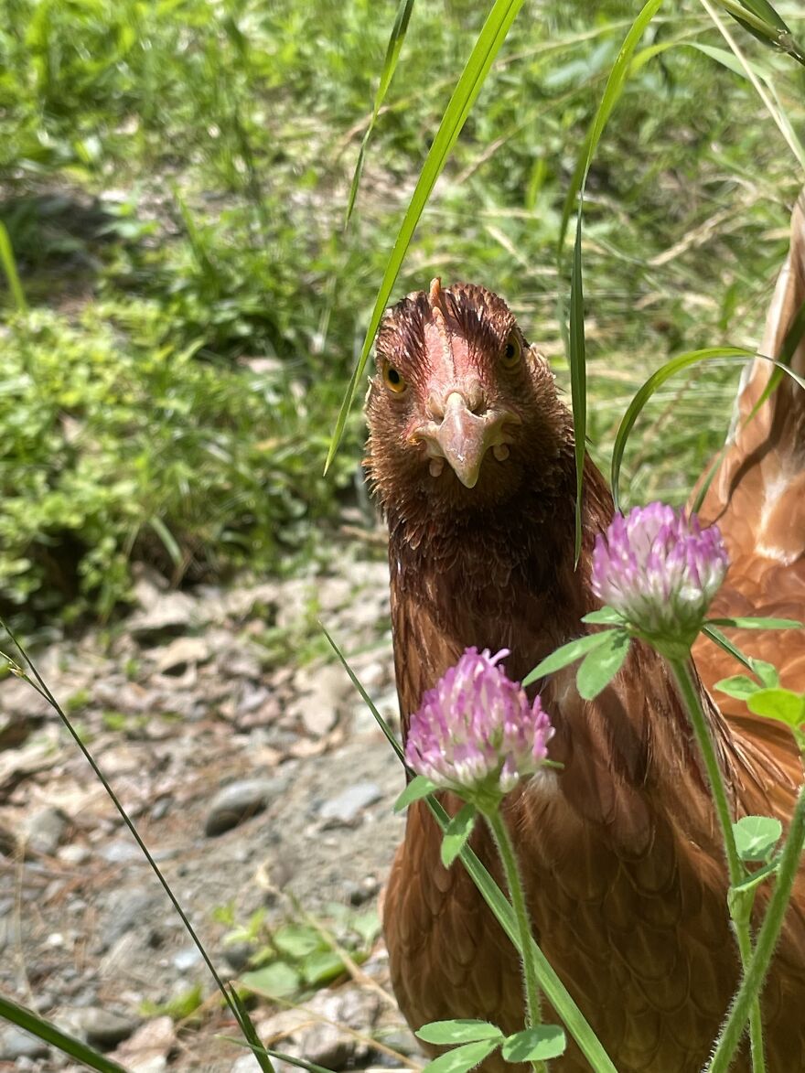 Flower With My Chicken