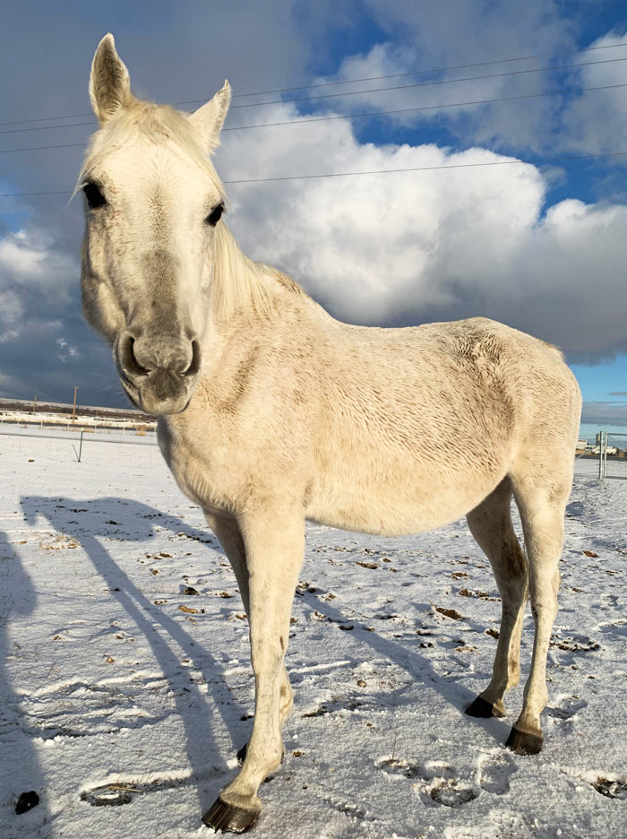 The Sweetest Of Arabians. My Lovely Ponyta