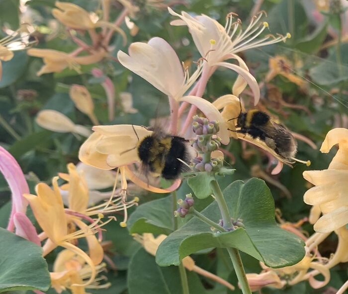 I Spent An Afternoon Photographing Bees In My Garden (7 Pics)