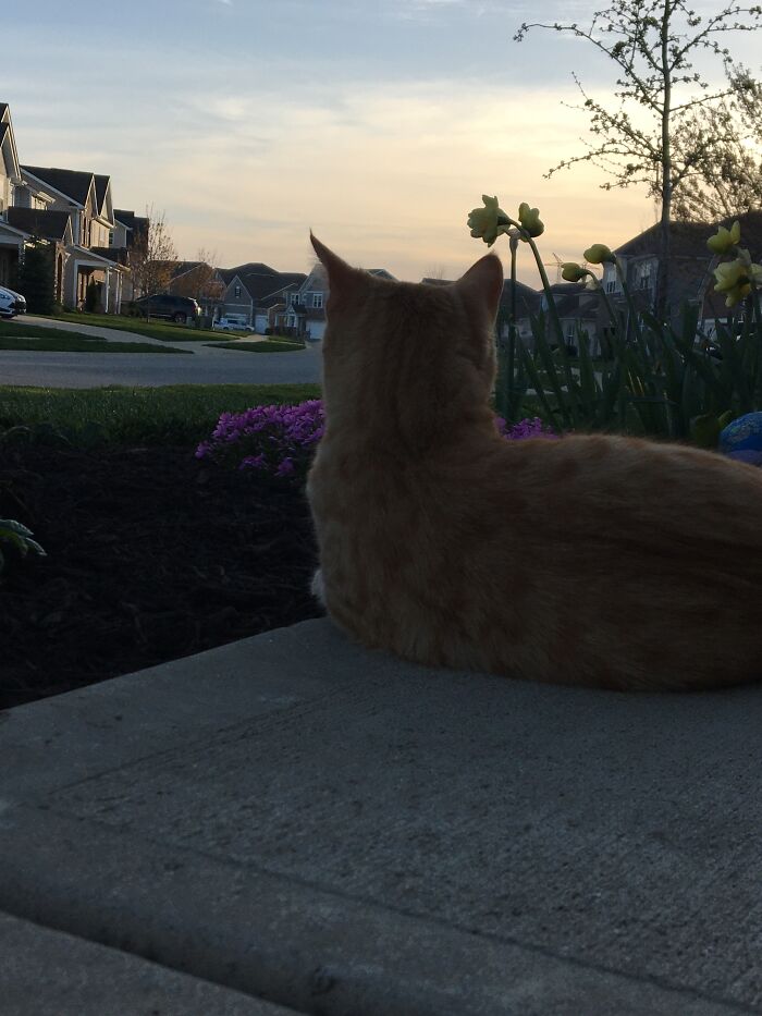 Olli Enjoying The Summer Sunset