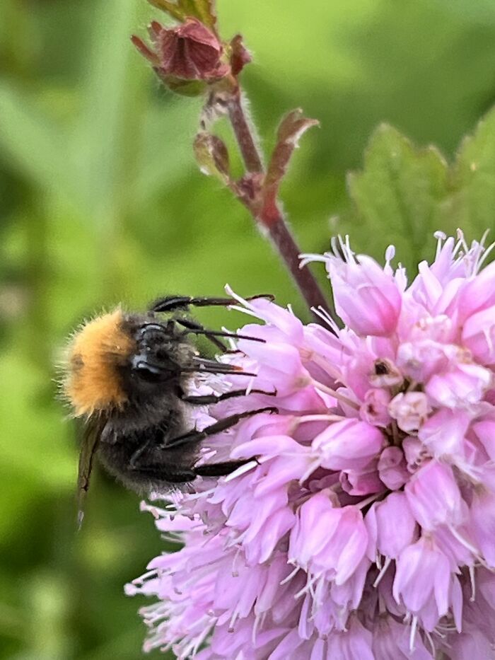 I Spent An Afternoon Photographing Bees In My Garden (7 Pics)