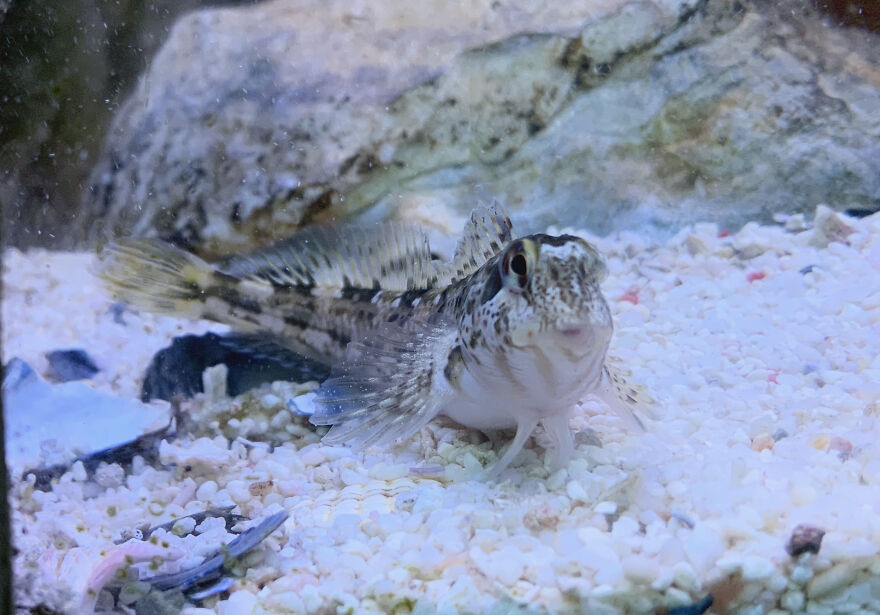 I Photograph Birds And Animals Around The UK, Here Are Some Of My Favourites!