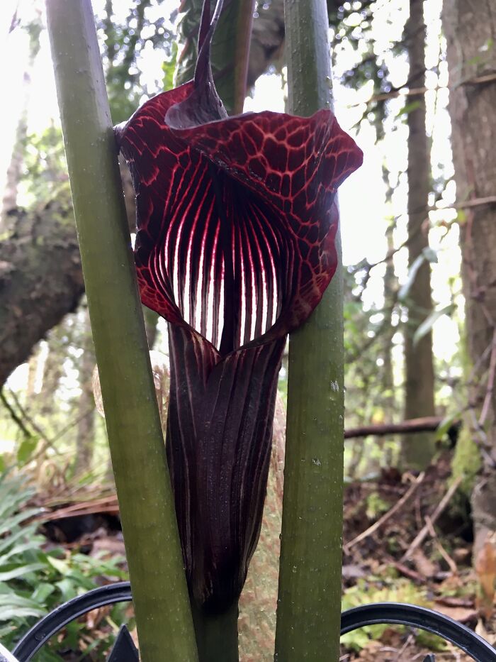 Arisaema Griffithii. Look At The Light Come Through