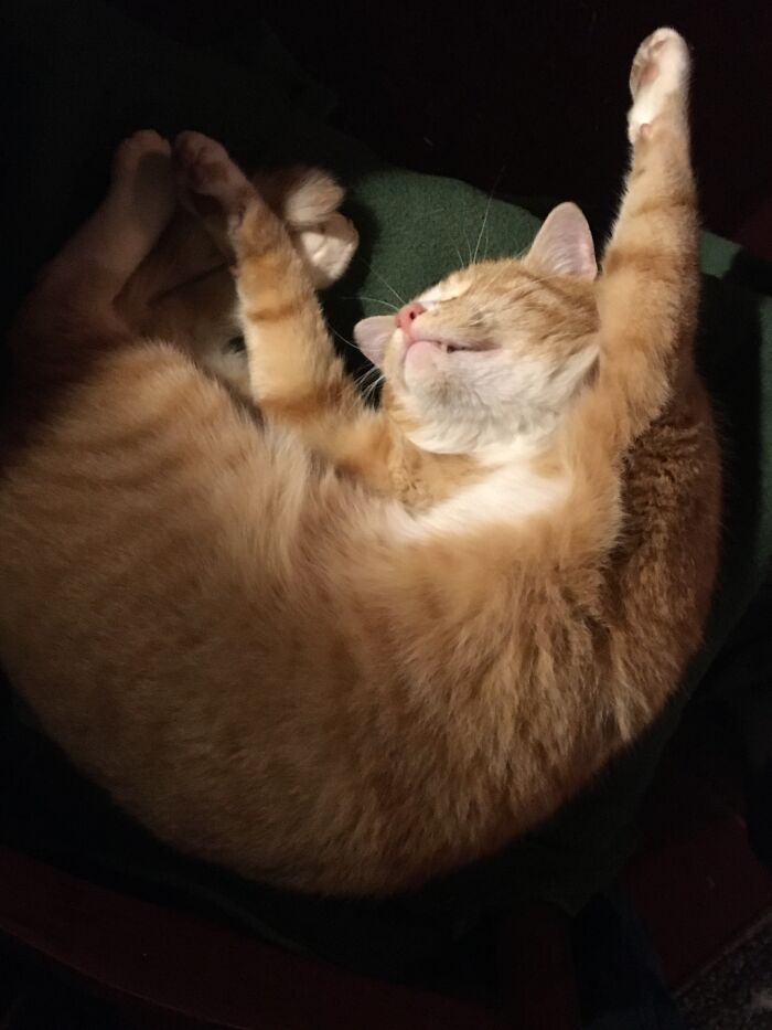 Milocat... Zonked...