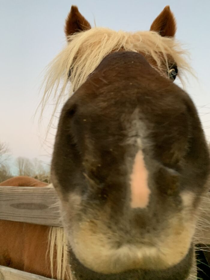 Goofing Off With My Horses