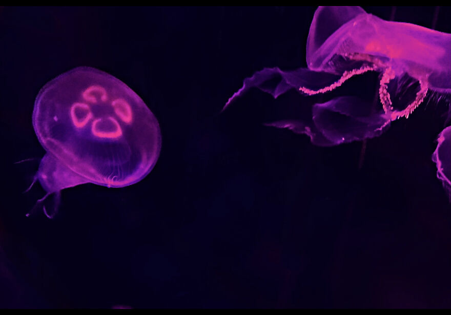 I Photograph Birds And Animals Around The UK, Here Are Some Of My Favourites!