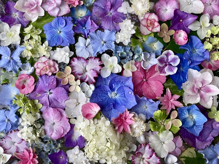 A Compilation Of Some Of My Hydrangeas