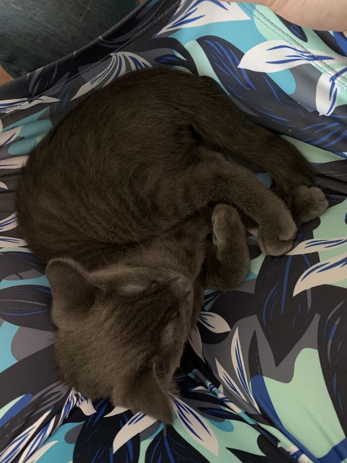 Spending Time With This Goober (He Likes To Be Carried Around In A Dress Or Hoodie Pouch)