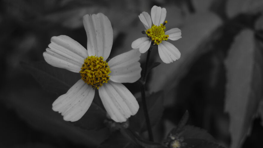 Black&white Romerillo