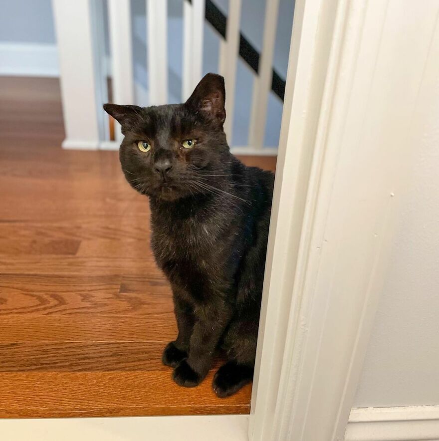 Cat Gets Attacked By Two Dogs, Survives, And Finds His Forever Home With The Veterinarian Who Saved Him