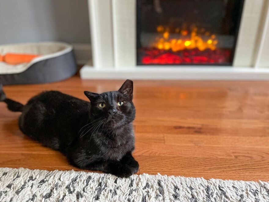 Cat Gets Attacked By Two Dogs, Survives, And Finds His Forever Home With The Veterinarian Who Saved Him