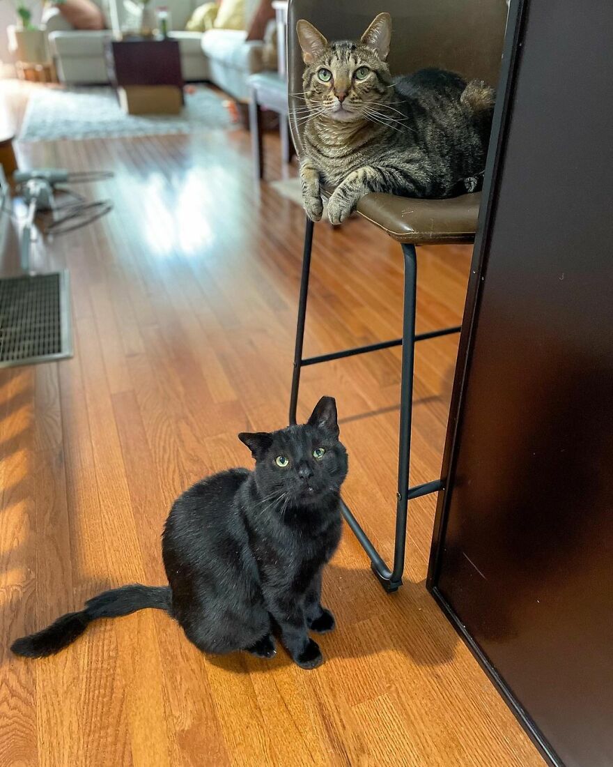 Cat Gets Attacked By Two Dogs, Survives, And Finds His Forever Home With The Veterinarian Who Saved Him