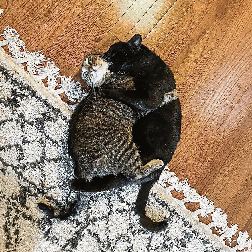 Cat Gets Attacked By Two Dogs, Survives, And Finds His Forever Home With The Veterinarian Who Saved Him