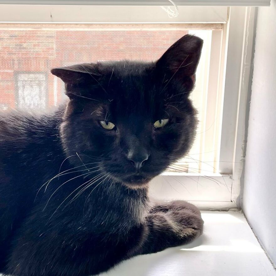 Cat Gets Attacked By Two Dogs, Survives, And Finds His Forever Home With The Veterinarian Who Saved Him