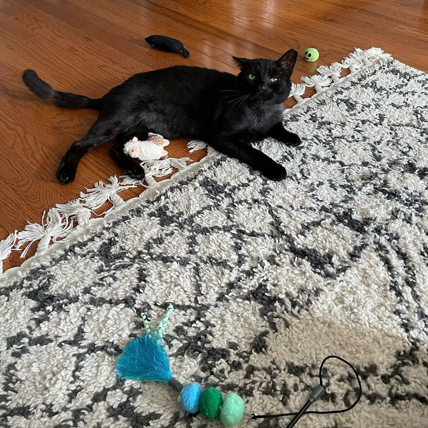 Cat Gets Attacked By Two Dogs, Survives, And Finds His Forever Home With The Veterinarian Who Saved Him