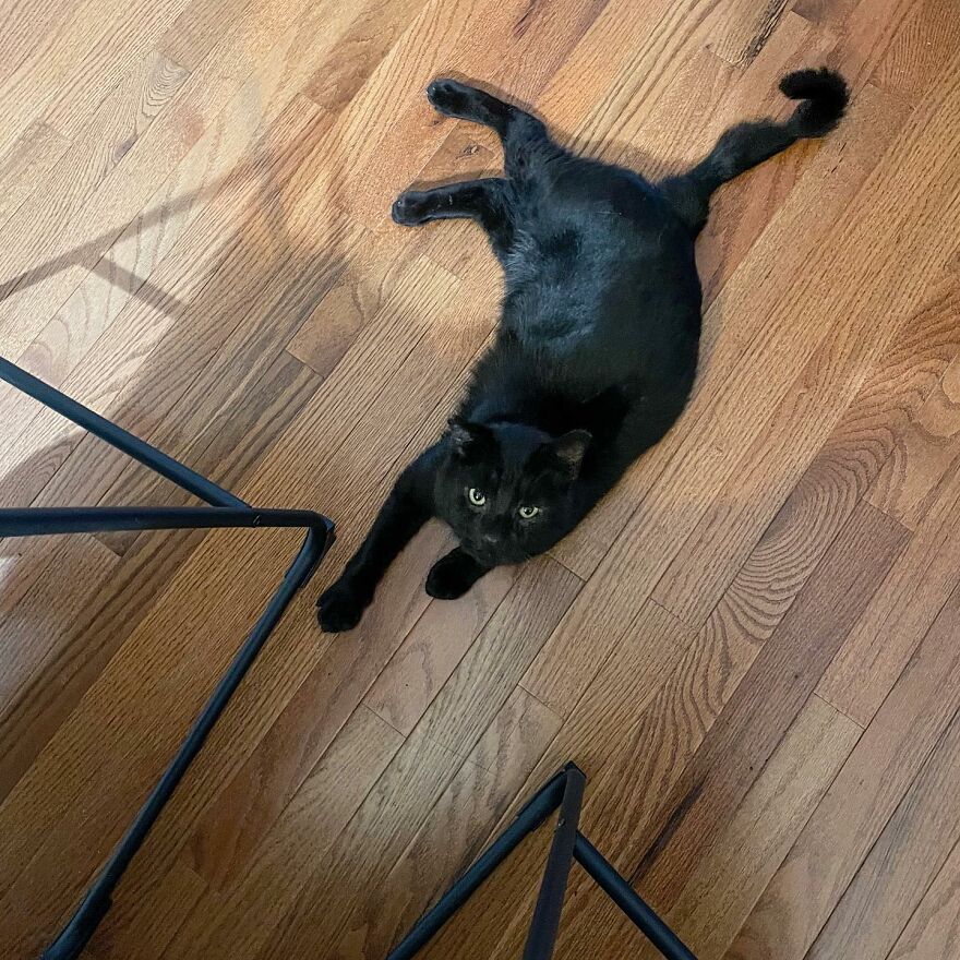 Cat Gets Attacked By Two Dogs, Survives, And Finds His Forever Home With The Veterinarian Who Saved Him