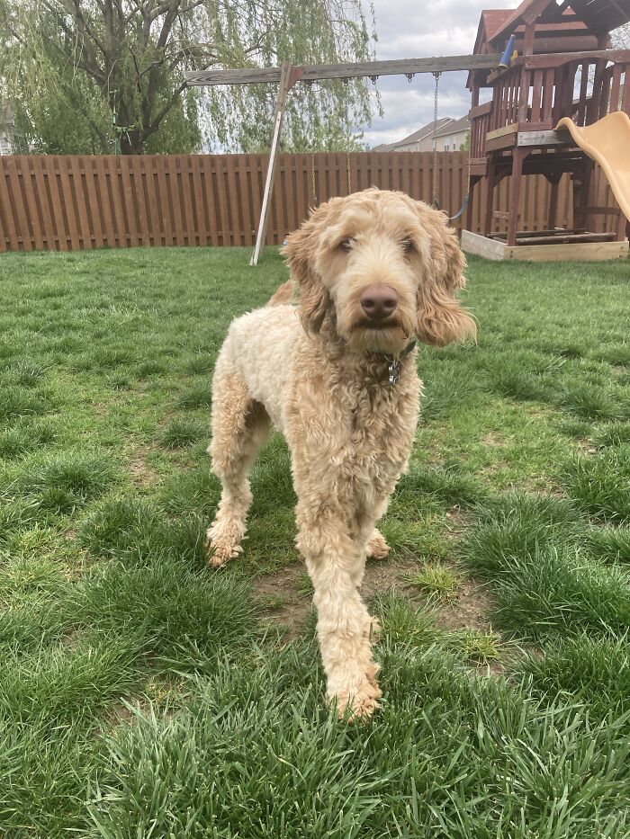 Duke Is Enjoying The Sun!!