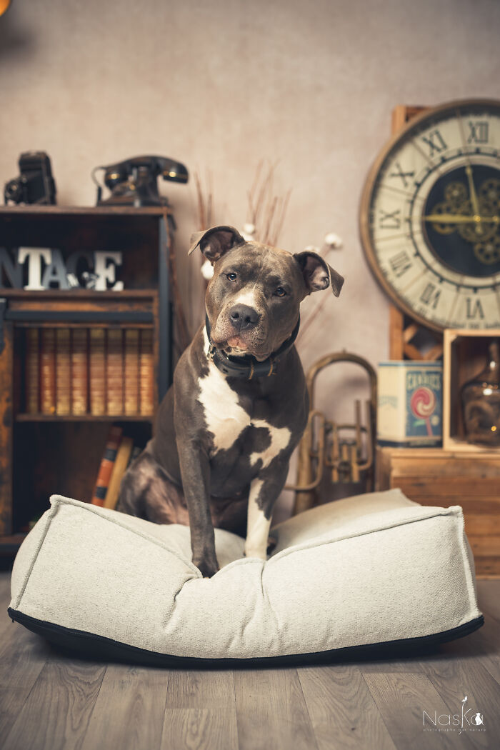 Star Dogs For A Day...