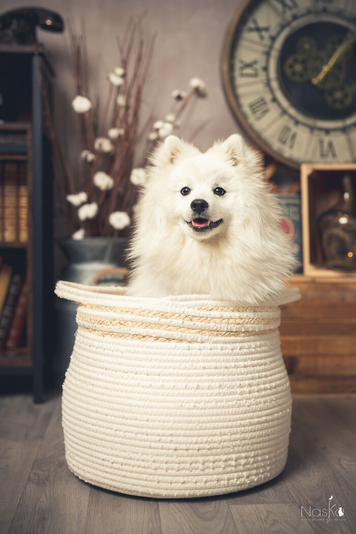 Star Dogs For A Day...