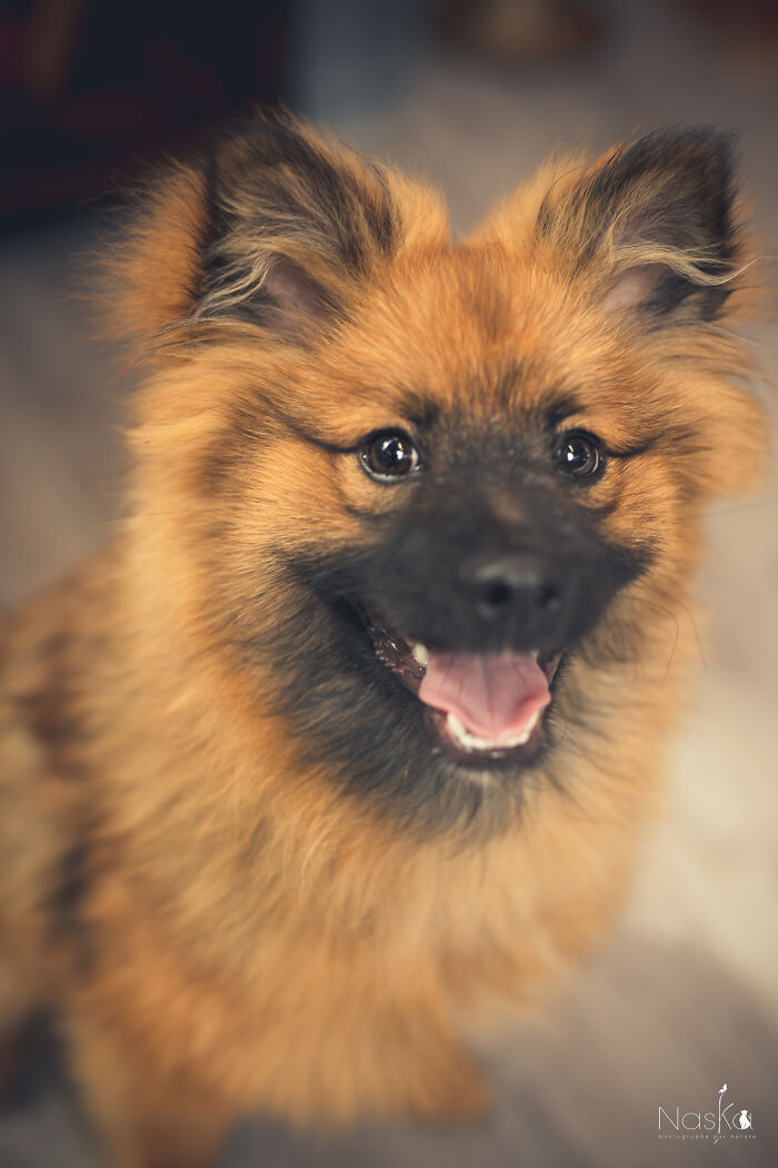 Star Dogs For A Day...