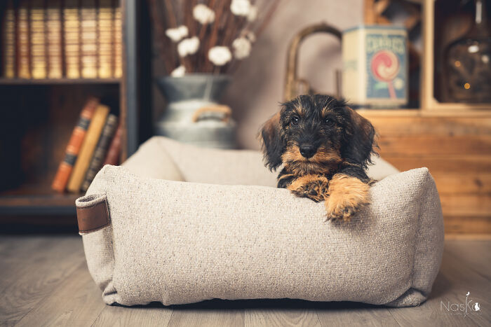 Star Dogs For A Day...