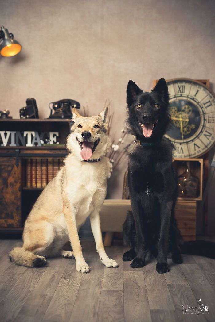 Star Dogs For A Day...