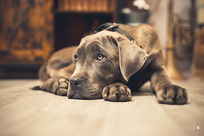 Star Dogs For A Day...