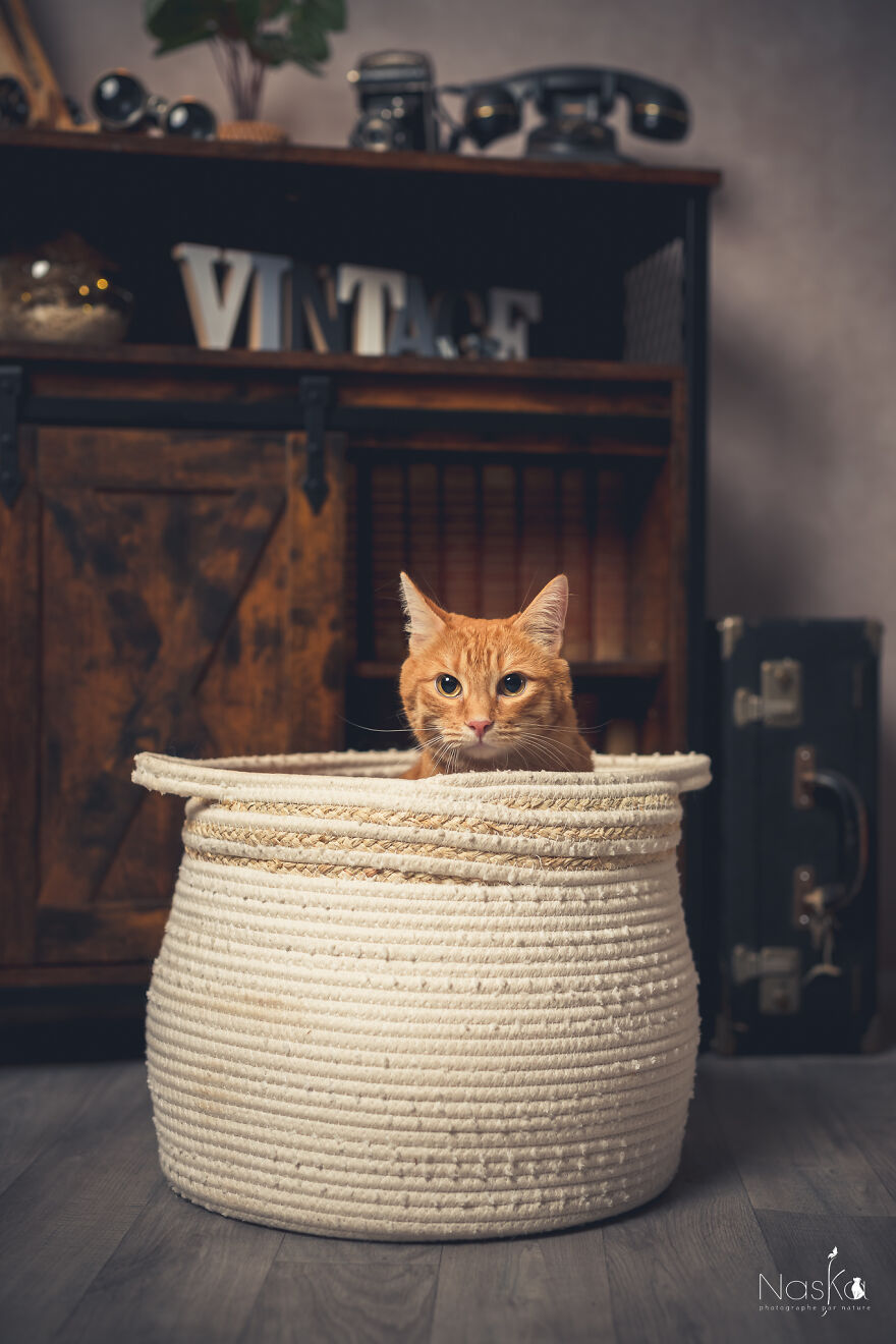 I Put Our Friends Cats In The Spotlight I Put Our Friends Cats In The Spotlight