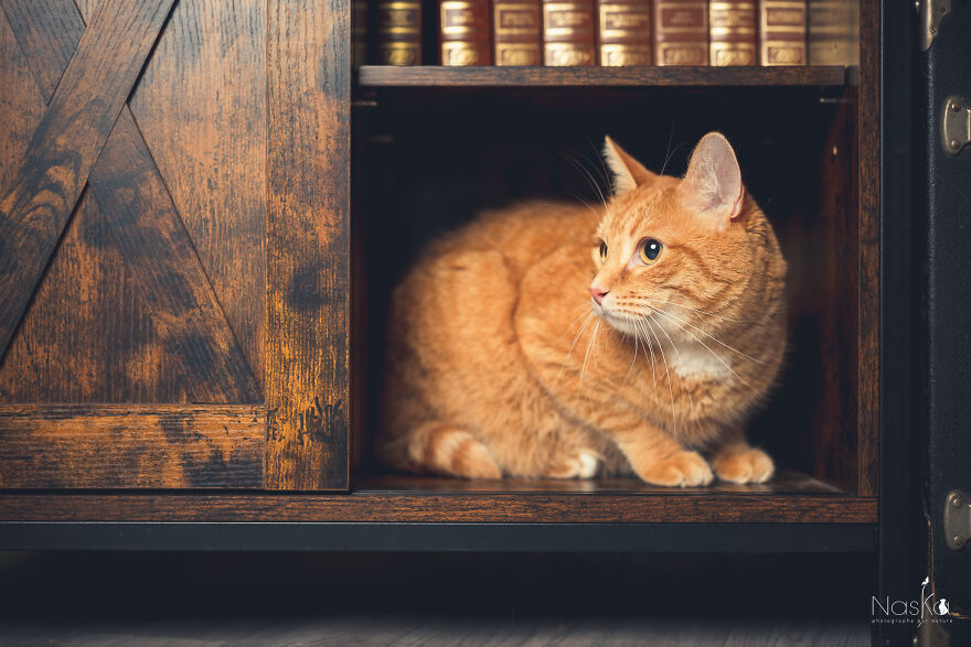 I Put Our Friends Cats In The Spotlight I Put Our Friends Cats In The Spotlight