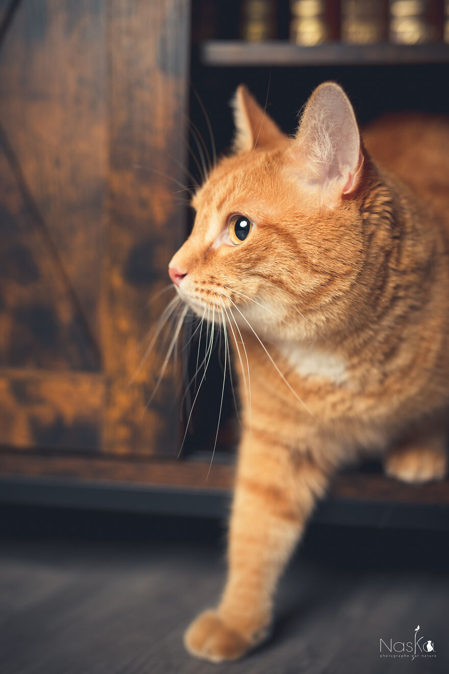 I Put Our Friends Cats In The Spotlight I Put Our Friends Cats In The Spotlight