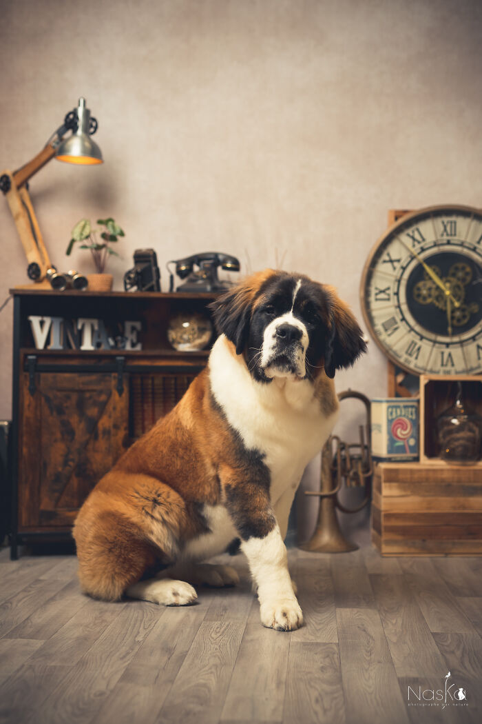 Star Dogs For A Day...