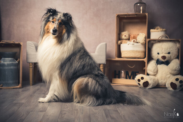 Star Dogs For A Day...