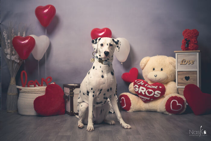 Star Dogs For A Day...