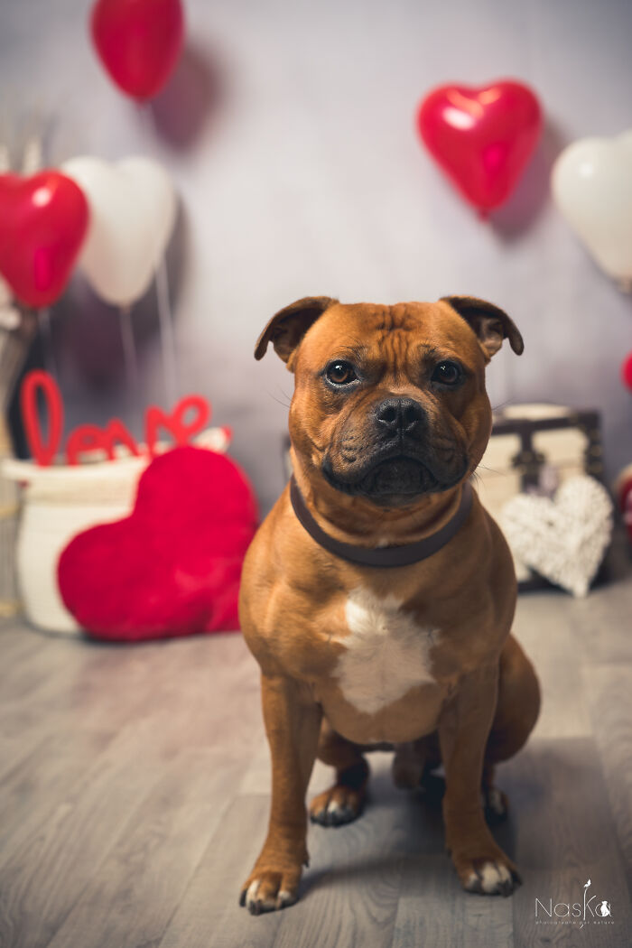 Star Dogs For A Day...