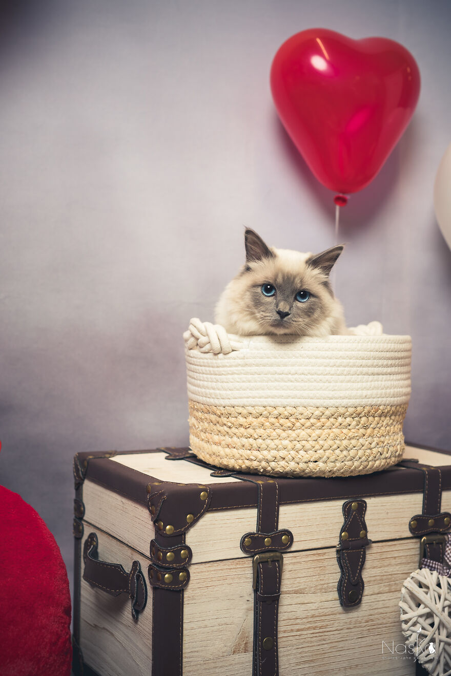 I Put Our Friends Cats In The Spotlight I Put Our Friends Cats In The Spotlight