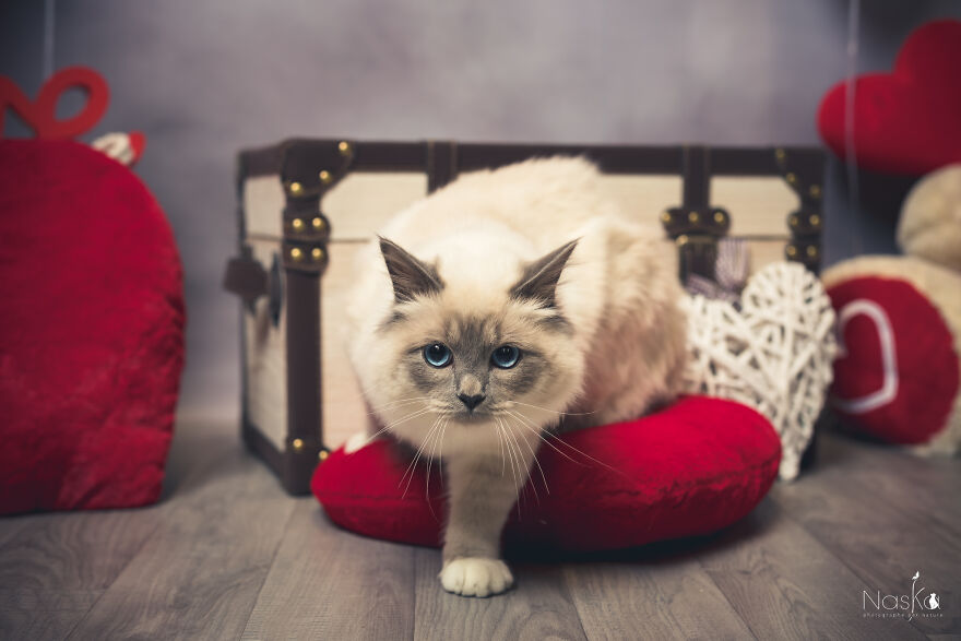 I Put Our Friends Cats In The Spotlight I Put Our Friends Cats In The Spotlight