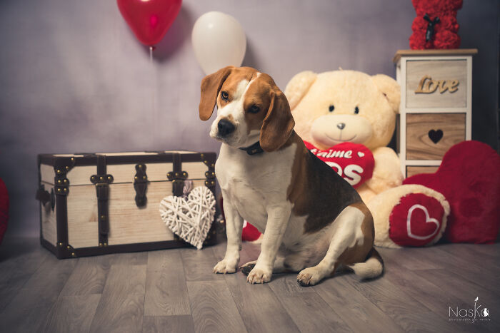 Star Dogs For A Day...