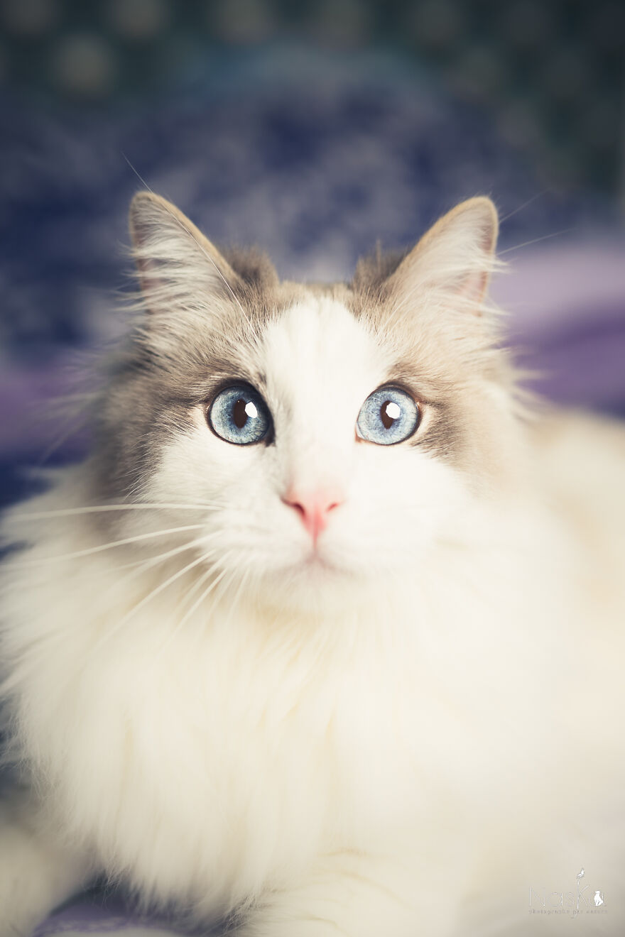 I Put Our Friends Cats In The Spotlight I Put Our Friends Cats In The Spotlight