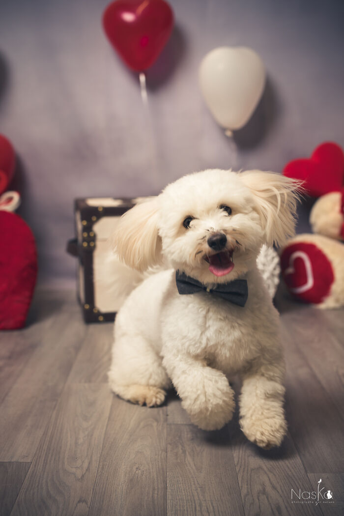 Star Dogs For A Day...