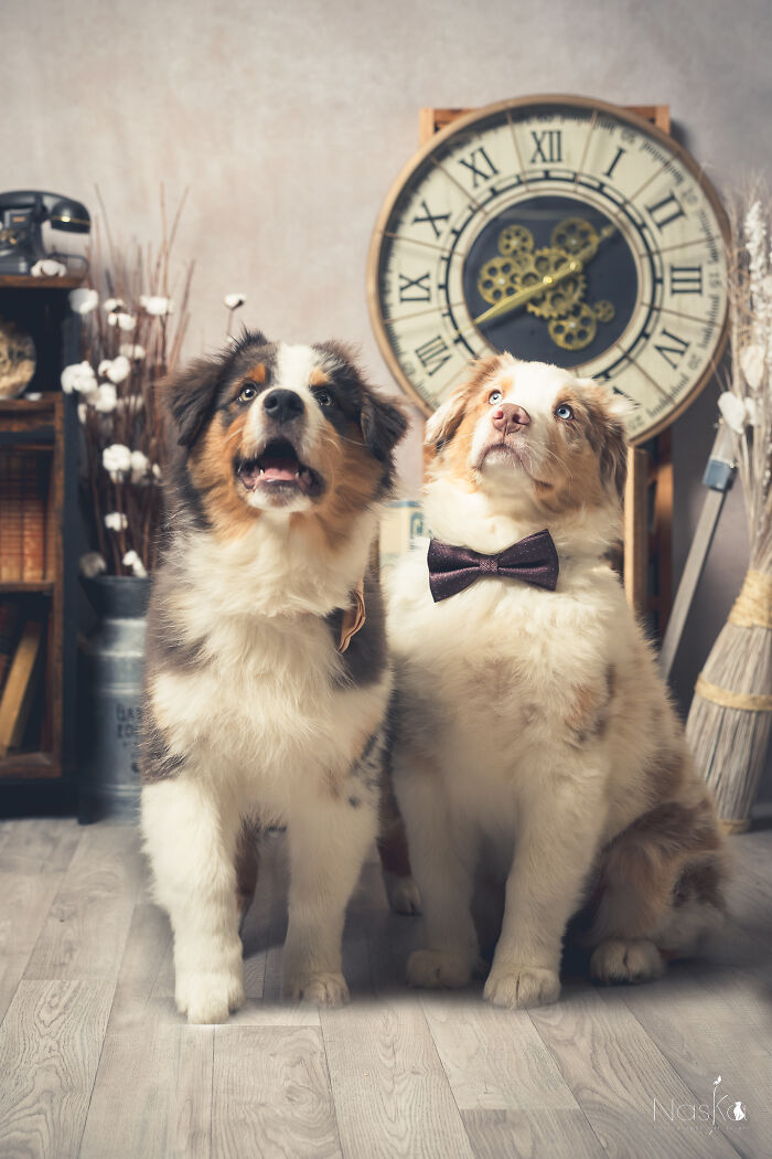 Star Dogs For A Day...