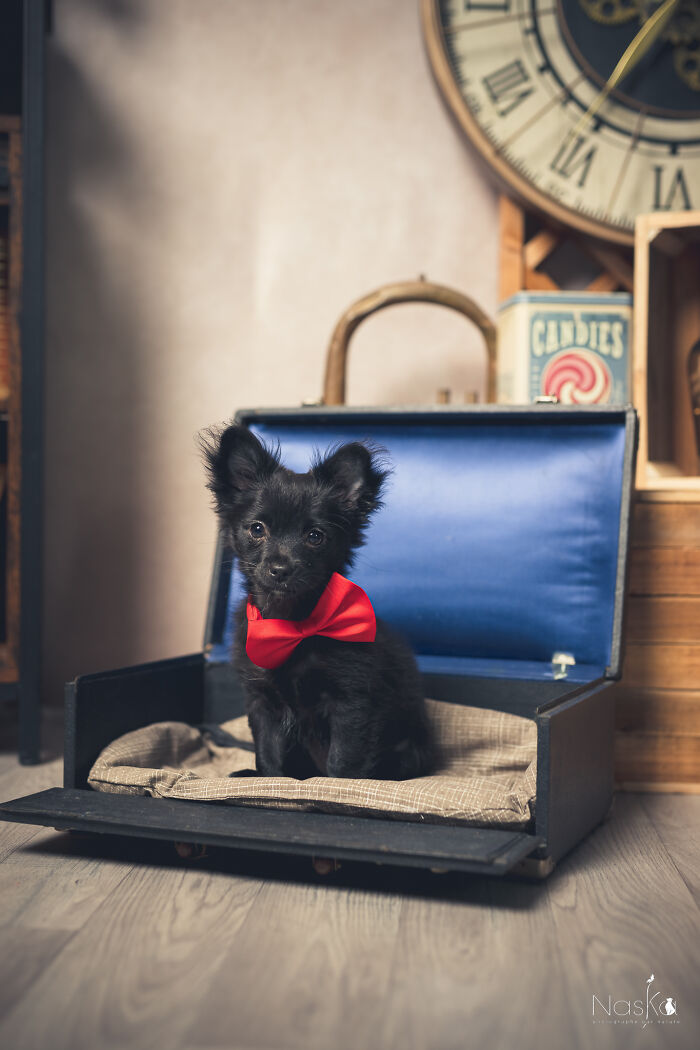 Star Dogs For A Day...