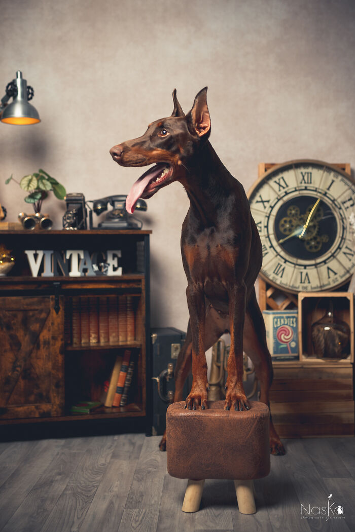 Star Dogs For A Day...