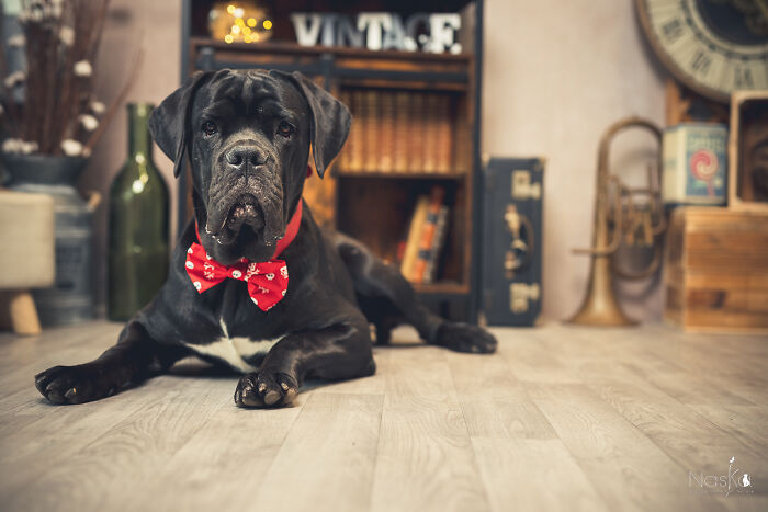 Star Dogs For A Day...