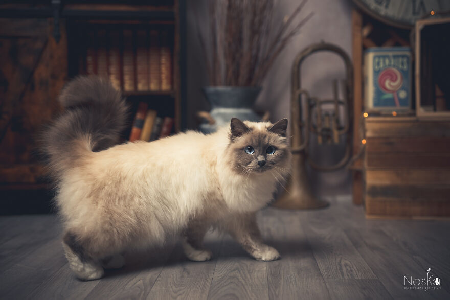 I Put Our Friends Cats In The Spotlight I Put Our Friends Cats In The Spotlight